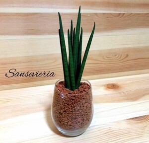 サンスベリア バキュラリス ハイドロカルチャー 観葉植物