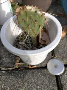 多肉植物 団扇サボテン opuntia aciculata