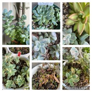 多肉植物 観葉植物 カット苗25本セット