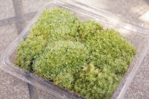 ■京都産 ホソバオキナゴケ ヤマゴケ / 苔栽培 苔玉 コケリウム テラリウム アクアリウム 苔盆栽 管UB09_画像2