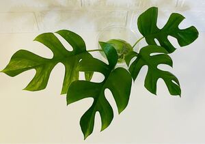 姫モンステラカット苗 4茎 H25
