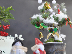 クリスマス盆栽 クリスマスの盆栽ツリー モミの木に勝るとも劣らない五葉松のミニ盆栽でクリスマスツリー 飾り付け付き オーナメント