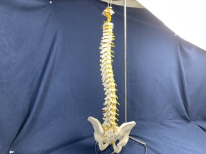 骨格標本　脊柱模型　スタンド付き　骨　整体　カイロ　接骨院　模型 カイロプラクティック 整骨院 整形 整形外科 鍼灸 脊椎