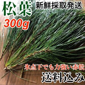 【松葉】新芽300g 松葉茶 健康茶 サイダーにも 産地直送 松茸の生える岩手県産 無農薬 ナチュラル 青麦 麦青 コシヒカリ