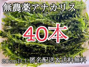 送料無料 40本20cm以上 無農薬アナカリス(オオカナダモ)アクアリウム餌水草 ザリガニエビ金魚メダカ金魚草金魚藻 淡水魚