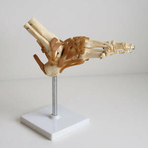 人体模型 骨格標本 骨格模型 脊柱模型 スタンド付き 骨 整体 カイロ 鍼灸 接骨院 模型 カイロプラクティック 整骨院 足の模型