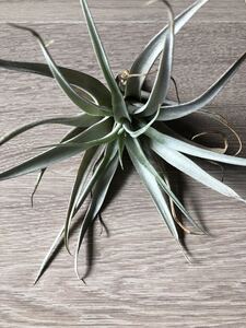 Tillandsia エアープランツ ティランジア エアプランツ ハリシー 観葉植物 ガーデニング インテリア
