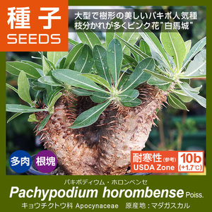 1985パキポディウム・ホロンベンセPachypodium horombense種子x5白馬城