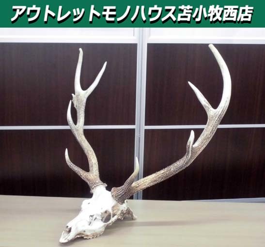 鹿 角 インテリアの値段と価格推移は?|33件の売買情報を集計した鹿