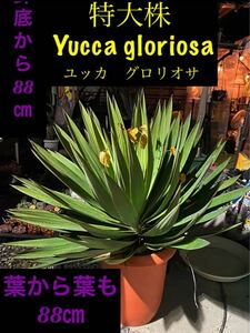 ★久々の特大株！Yucca gloriosa ユッカ グロリオサ★cut苗★