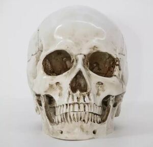 医療モデル 1:1 人間 頭部モデル 頭蓋骨 解剖学 レプリカ 樹脂 インテリア 装飾 アンティーク 雑貨 ハロウィン 骨 スカル 髑髏 骸骨 402