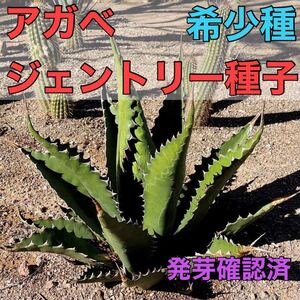 アガベ ジェントリー レア種子 200粒 入手困難