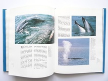 洋書◆イルカとクジラの写真集 本 鯨_画像6