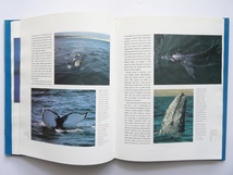 洋書◆イルカとクジラの写真集 本 鯨_画像5