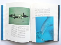 洋書◆イルカとクジラの写真集 本 鯨_画像4