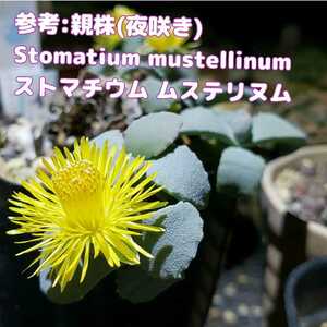 種子１０粒 ストマチウム ムステリヌム 多肉植物 実生用