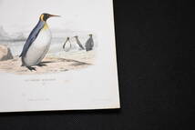 フランスアンティーク 博物画『鳥類37　ペンギン』 多色刷り石版画　ボタニカルアート_画像6