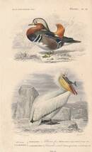フランスアンティーク 博物画 『鳥類16　オシドリ　ペリカン』 多色刷り石版画_画像1
