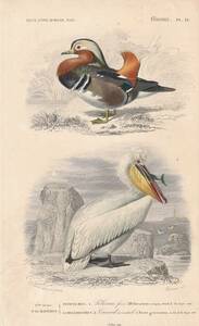 フランスアンティーク 博物画 『鳥類16　オシドリ　ペリカン』 多色刷り石版画