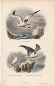フランスアンティーク 博物画 『鳥類18　海鳥』 多色刷り石版画