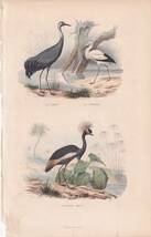 フランスアンティーク 博物画『鳥類49』 多色刷り石版画_画像1