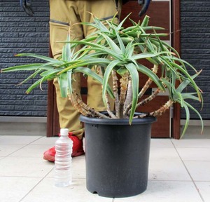 【現品】アロエ・ストリアツラ　Aloe striatula　耐寒性の高いアロエ　10号　超大株　ｊ2