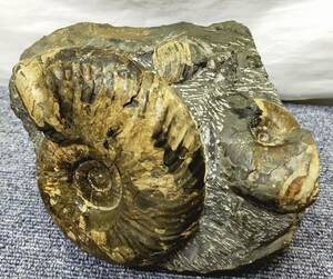 【NK932】化石 貝 オブジェ 貝 大きさ約10cm 約4064g 置物 ② 複数
