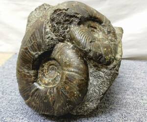 【NK931】化石 貝 オブジェ 貝 大きさ約11cm 約5368g 置物 ①