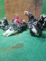 期間限定セール1000円スタート碁石矮鶏、チャボ、短脚、種卵、有精卵6個_画像2