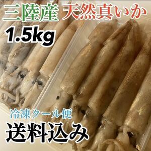 【Natural squid】Iwate Prefecture large capacity 1.5kg natural squid bargain product Sanriku production direct delivery Now is the season! Delicious vacuum divided