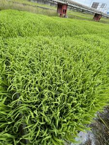 令和3年産　ミネアサヒ　10Kg 玄米　低農薬、減農薬栽培