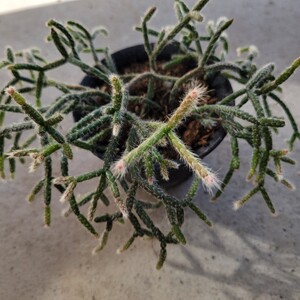 観葉植物★人気★リプサリス★フロストシュガー★抜き苗