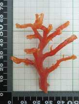 【TOP】血赤珊瑚 サンゴ 7.1g 枝 ルース 根付 c893._画像2