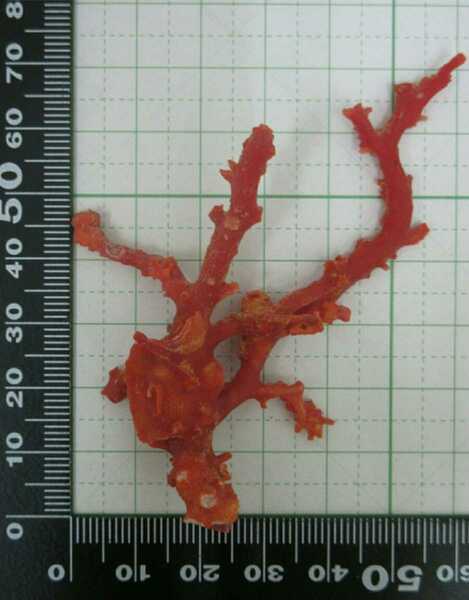 【TOP】血赤珊瑚 サンゴ 8g 原木 枝 オブジェ アクアリウム ルース 根付 c682.