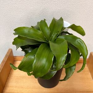 ドラセナ トルネード 鉢植え