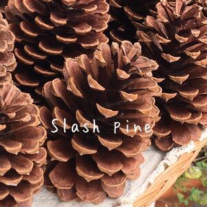 ヤフオク 大きい松ぼっくり クリスマスツリー の中古品 新品 未使用品一覧 ヤフオク 大きい松ぼっくり クリスマスツリー の中古品 新品 未使用品一覧