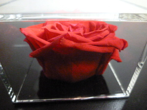 真っ赤な薔薇のメモスタンド　プリザーブドフラワー　新品・未使用・展示品