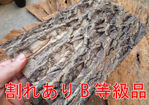 B等級品等級品　樹皮　コルク板　20×30ｃｍ（厚約10ｍｍ以下）３枚セット　洋蘭　原種　チランジア　エアープランツ　熱帯植物