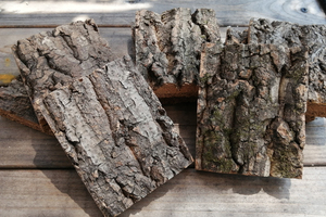 １個　特殊コルク　8×10ｃｍ（厚約17-20ｍｍ）洋蘭　原種　チランジア　エアープランツ　熱帯植物　ラン　コルク　樹皮　
