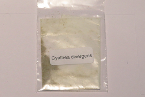 Cyathea divergens　木生シダ　胞子約100粒　（R14）