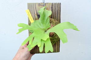 P.Grandeer(P.grande × P.ridleyi) @bikamori.com ビカクシダ グランディアー