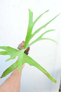 P.alcicorne var.Africa① @bikamori.com ビカクシダ アルシコルネ アフリカ