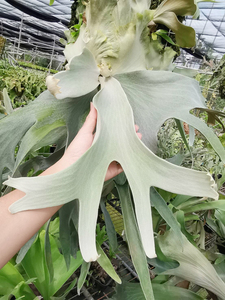 P.Saikeaw(P.andinum x P.willinckii) @bikamori.com ビカクシダ サイコー