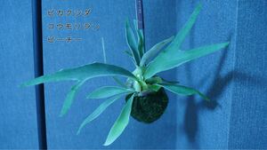 NEW!!コウモリラン/ビカクシダ(ビーチー)の苔玉1