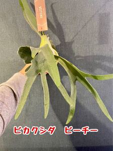 コウモリラン/ビカクシダ(ビーチー)の苔玉1