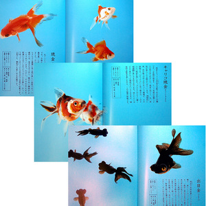 * superior article immediate payment * goldfish. long, comfortably .. therefore. book@l breeding guide goods kind illustrated reference book classification .. person .. person sick . breeding fishbowl aquarium .... pot box for shipping seafood #