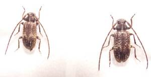 ●●アマミノブオケシカミキリpair 奄美大島●●国産 日本産 日本産甲虫 国産甲虫 昆虫 甲虫 虫 カミキリ カミキリムシ 標本