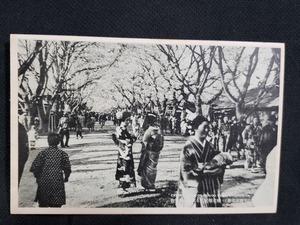 ｈ▲　戦前絵葉書　(宇都宮名勝)　桜花爛漫たる軍道の春景色　桜花　花見　風景　光景　景色　/pc113