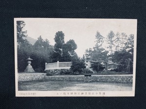 ｈ▲　戦前絵葉書　国幣中社弥彦神社御神木椎ノ木　建造物　神社仏閣　風景　光景　景色　新潟県　/pc101