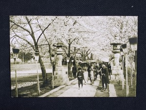 ｈ▲　戦前絵葉書　長岡悠久山公園　千本桜　花見客　賑わい　桜花　風景　光景　/pc93